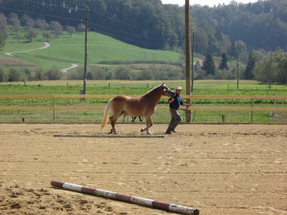 Državna razstava 2009 - foto povečava