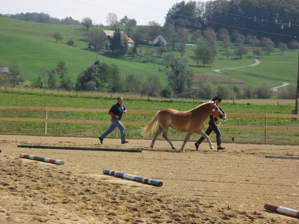 Državna razstava 2009 - foto povečava