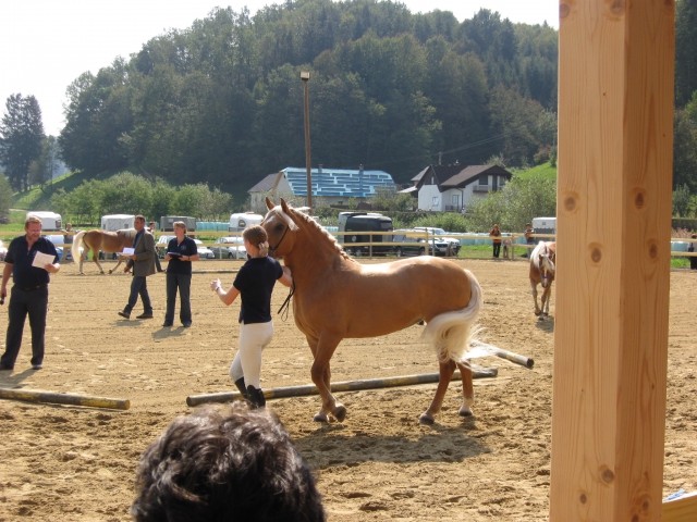 Državna razstava 2009 - foto