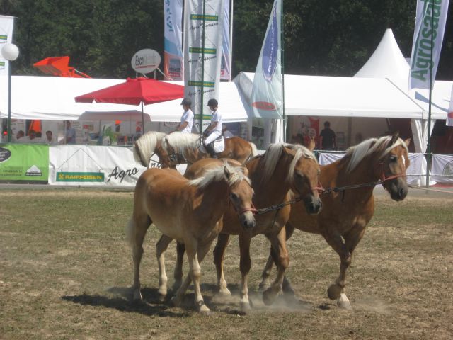 AGRA 2011 - foto