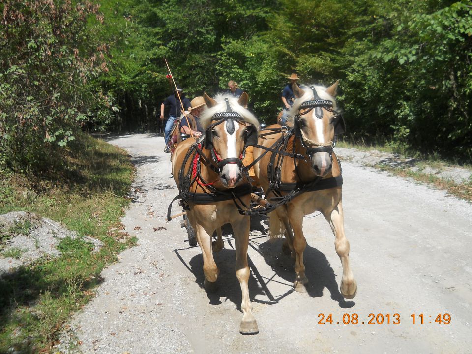 Konjenica Muljava 2013 - foto povečava