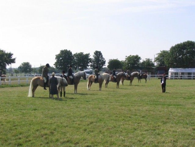 Kongres World Haflinger Federation 2006 - foto