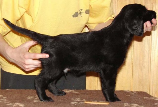 RonRaj Cute As Casimir (PIN), 6 weeks