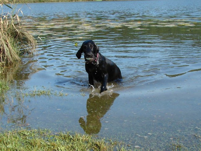 Asha and the rest - foto povečava