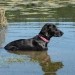 sitting in the water and dreaming