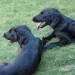 Asha & Pin