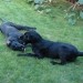 Asha & Pin