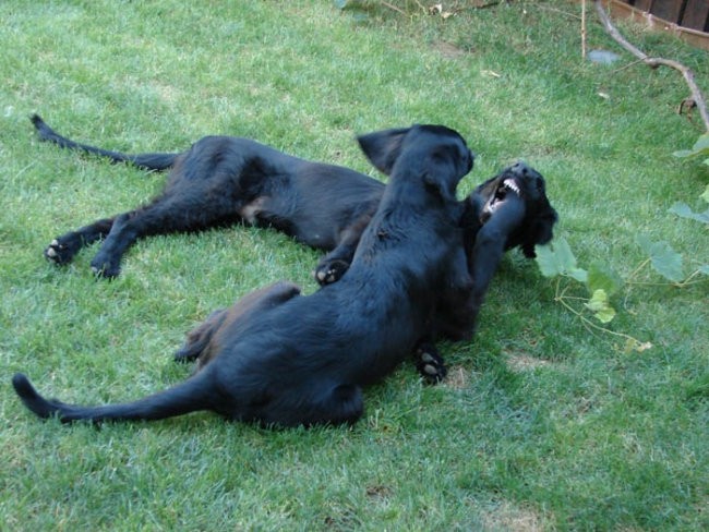 Asha & Pin again and again