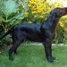 Asha