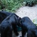 Asha, Rona & Pia