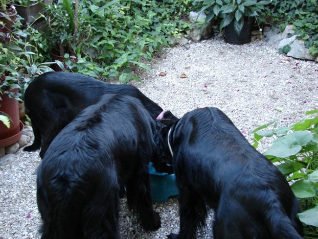 Asha, Rona & Pia