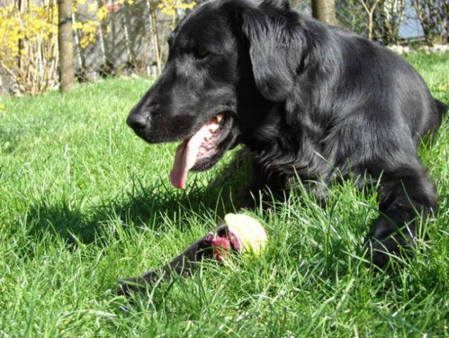Rona with her ball!