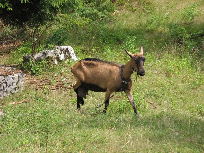 Kolesarjenje Uskovnica-Zajamniki 090806 - foto povečava