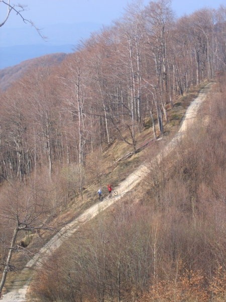 Maline na Gorjancih 07042007 - foto povečava