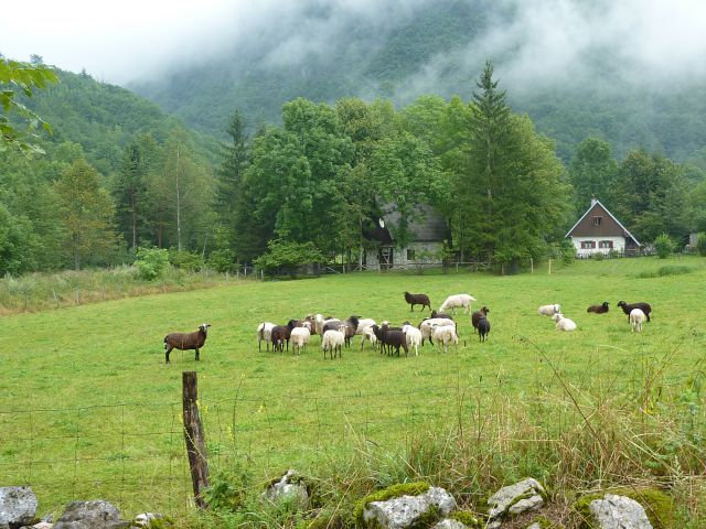Bavšica - planinsko učno središče