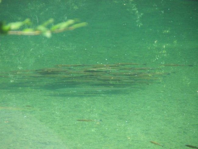 Mladica - foto povečava