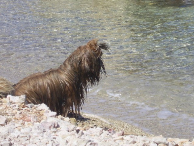 Toby na morju 2006 - foto