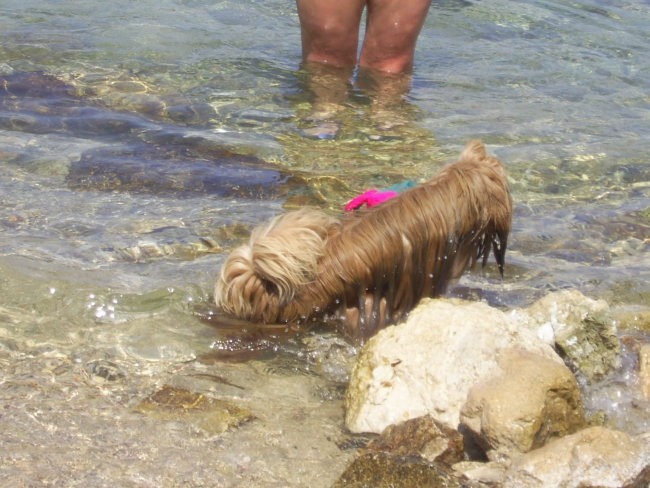 Toby na morju 2006 - foto povečava