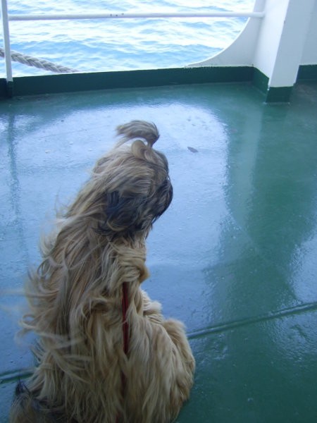 Toby na morju 2006 - foto