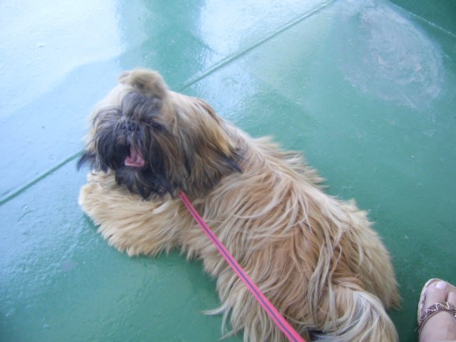 Toby na morju 2006 - foto povečava