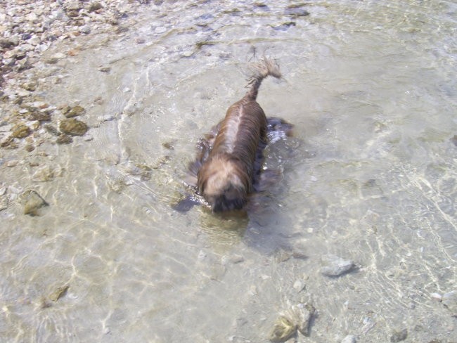 Toby na morju 2006 - foto povečava