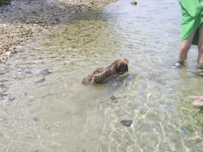 Toby na morju 2006 - foto povečava