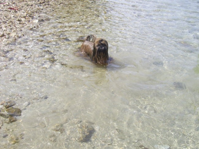 Toby na morju 2006 - foto povečava