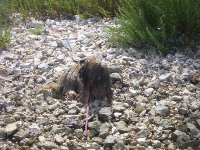 Toby na morju 2006 - foto povečava