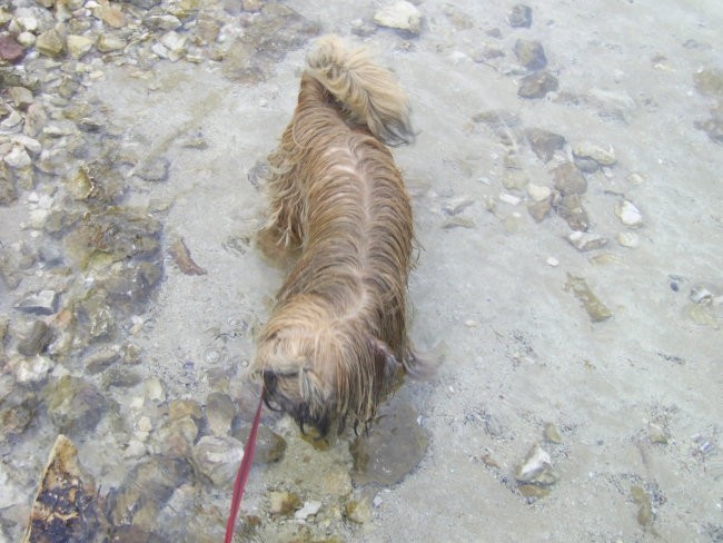 Toby na morju 2006 - foto povečava