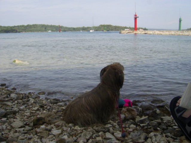 Toby na morju 2006 - foto