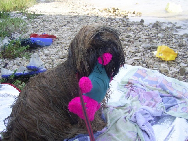 Toby na morju 2006 - foto povečava