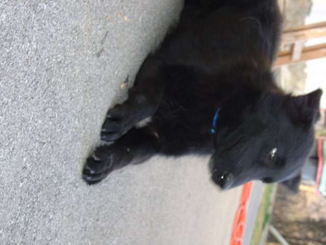 Črn kuža išče nov dom - foto