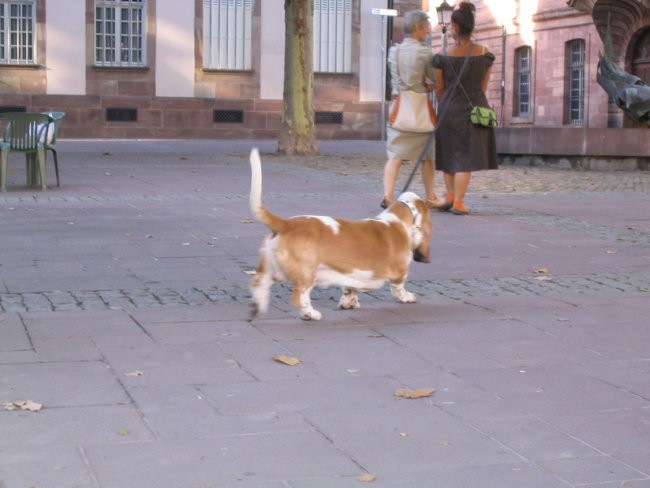 Zinka - foto povečava