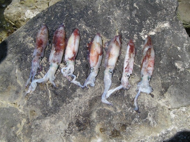 Ribe - foto povečava