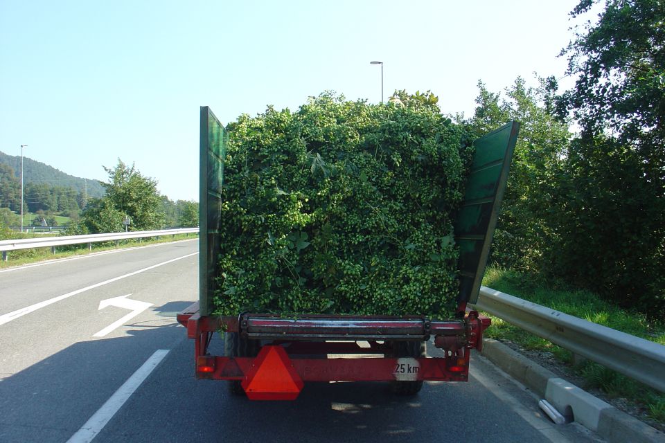 Spodnja slivnica - žepovci  september 2016 - foto povečava