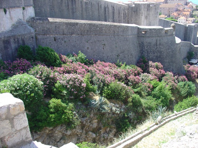 Dubrovnik 5.dan podgora - dubrovnik - foto
