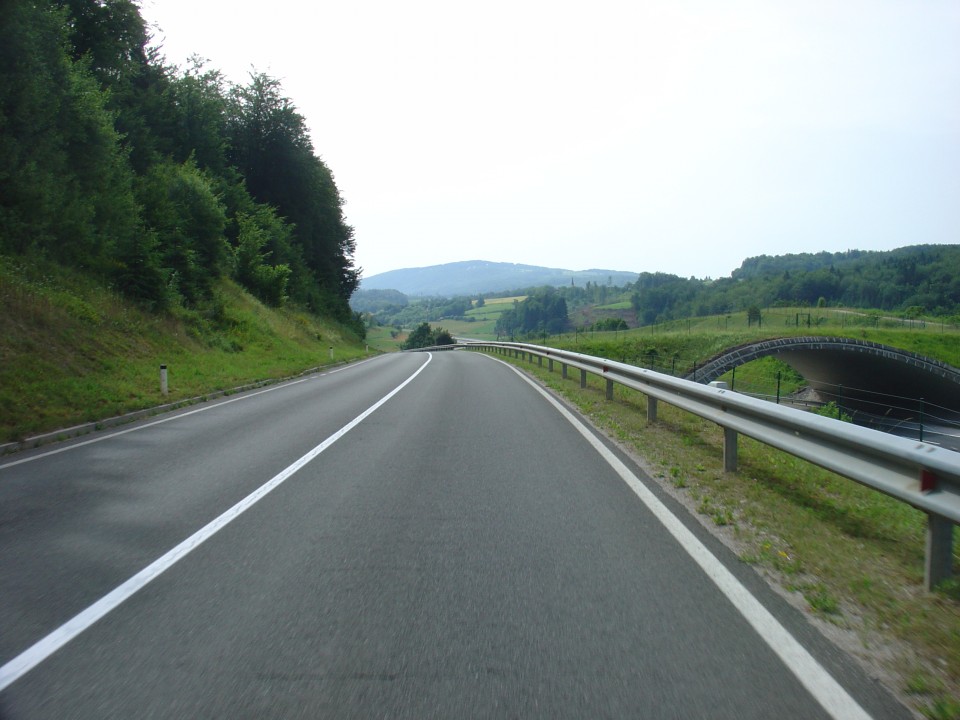 Raztez pri brestanici junij 2019 - foto povečava