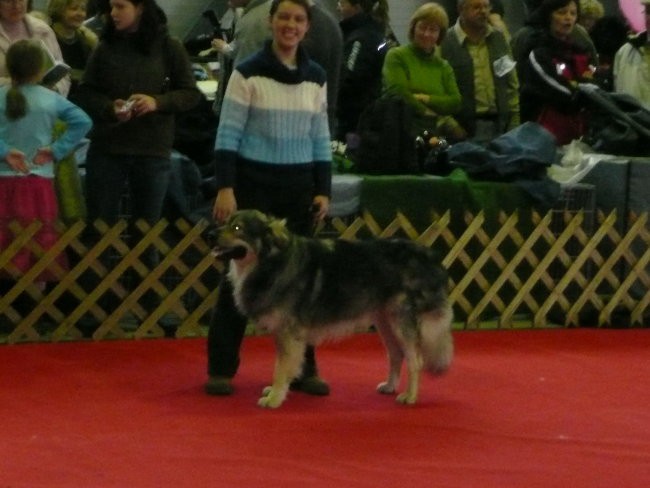 CACIB Ljubljana in Tromostovje, 12.-13.1.2008 - foto povečava