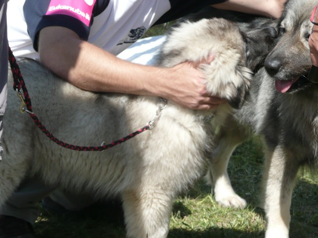 CAC Trbovlje, 30.08.2009 - foto