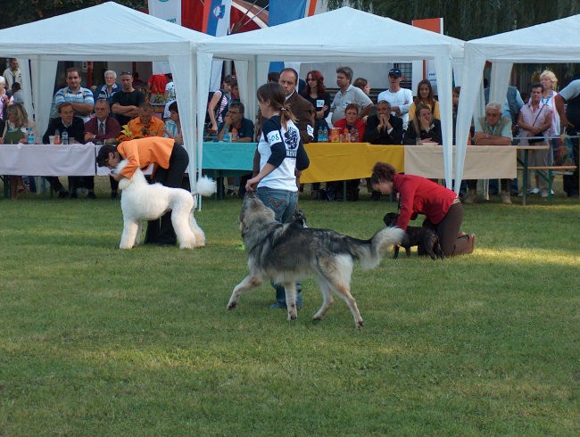 CACIB Maribor, 24.9.2006 - foto povečava