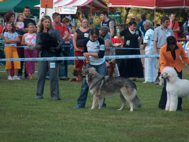 CACIB Maribor, 24.9.2006 - foto povečava