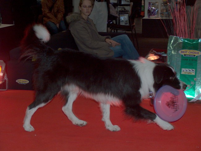 border collie med lovljenjem frizbija