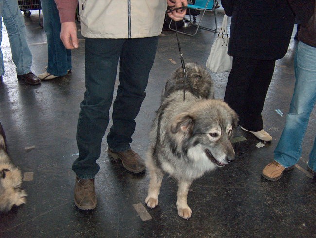 CACIB Ljubljana in Tromostovje, 13.-14.1.2007 - foto povečava