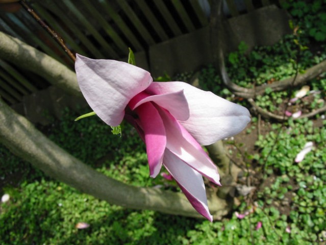 Rože 2008 - foto