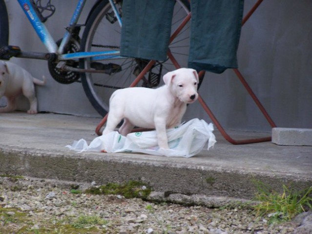 Luchini mladički - foto