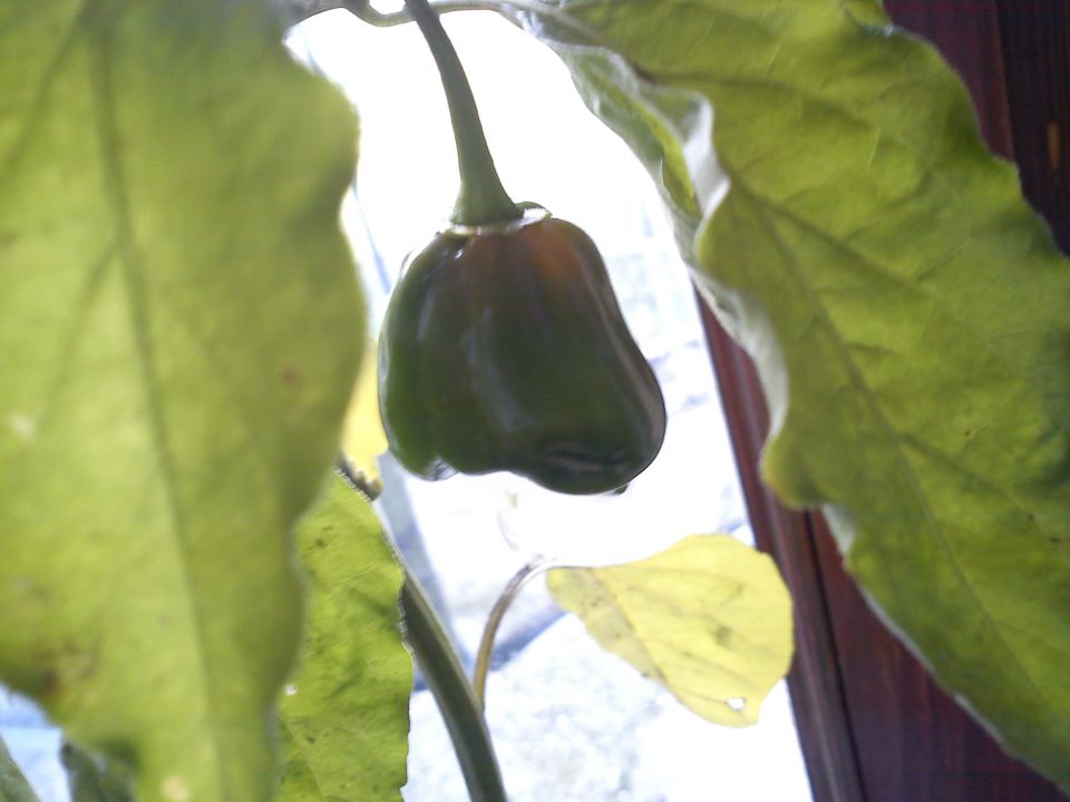 Habanero - foto povečava