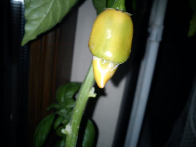 Habanero - foto