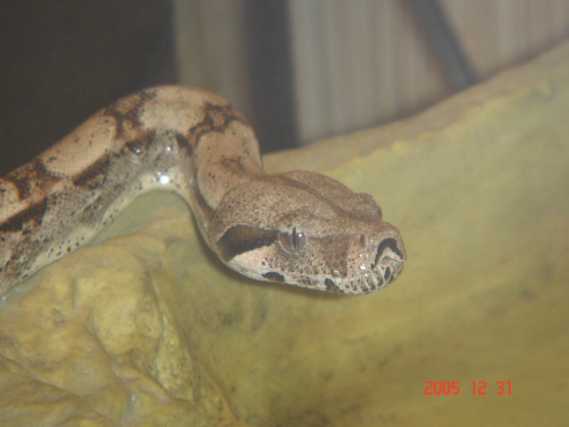 Boa Constrictor - foto