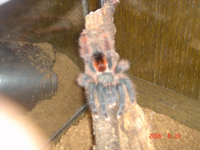 Avicularia Braunshauseni