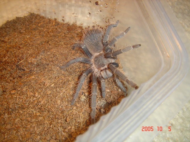 Lasiodora Parahybana